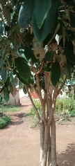 Magnoliopsida