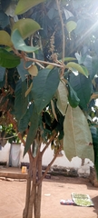 Magnoliopsida