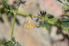 Coenonympha saadi