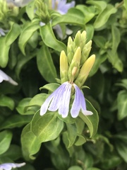 Sclerochiton harveyanus