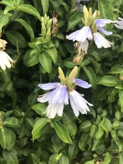 Sclerochiton harveyanus