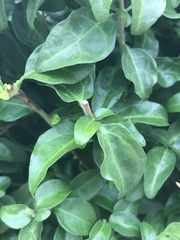 Sclerochiton harveyanus