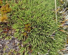 Oreobolus pectinatus