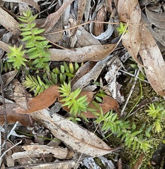 Acrotriche prostrata