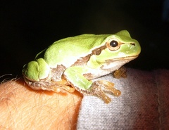 Hyla intermedia perrini