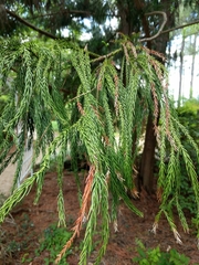 Cryptomeria japonica
