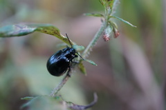 Chrysolina