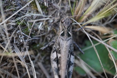 Oedaleus infernalis