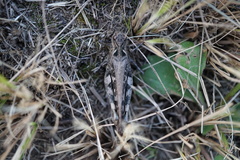 Oedaleus infernalis