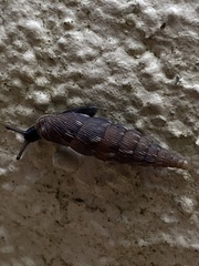 Alinda biplicata