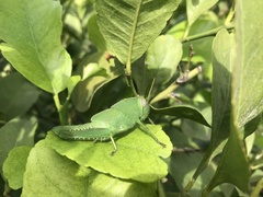 Anacridium aegyptium