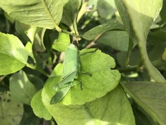 Anacridium aegyptium