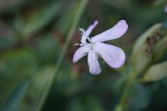 Saponaria officinalis