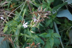 Saponaria officinalis