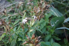 Saponaria officinalis
