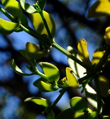 Viscum pauciflorum