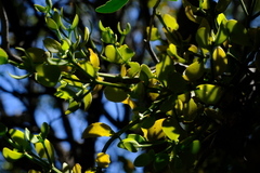 Viscum pauciflorum