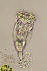 Synchaeta prominula