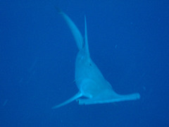 Sphyrna mokarran