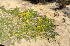 Aspalathus brevicarpa