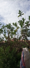 Calotropis procera