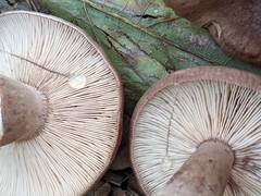 Lactarius imperceptus