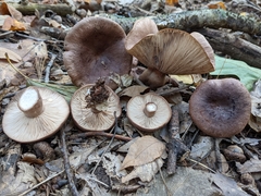 Lactarius imperceptus