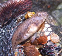 Knipowitschia punctatissima