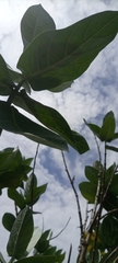 Calotropis procera image