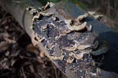 Auricularia mesenterica