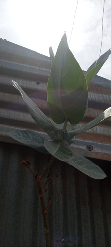 Calotropis image