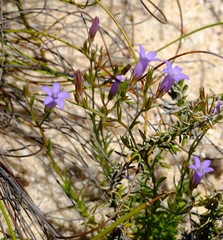 Wahlenbergia ecklonii