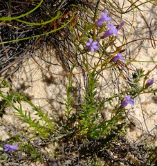 Wahlenbergia ecklonii