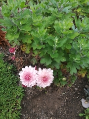 Chrysanthemum morifolium