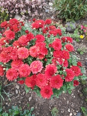 Chrysanthemum morifolium