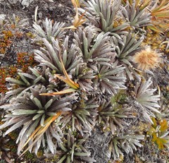 Celmisia polyvena