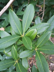 Rhododendron