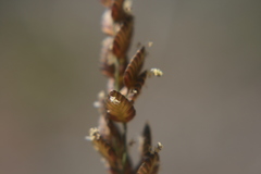Eragrostis capensis