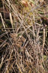 Phleum phleoides