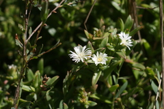 Delosperma ecklonis