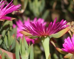 Lampranthus algoensis