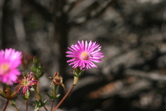 Lampranthus algoensis