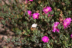 Lampranthus algoensis