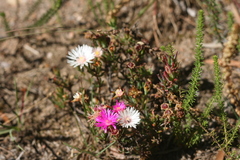 Lampranthus algoensis