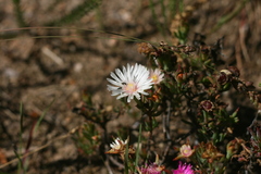 Lampranthus algoensis