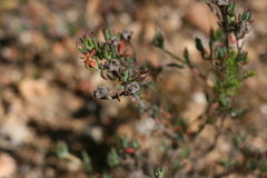 Lampranthus algoensis