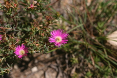 Lampranthus algoensis