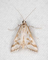 Sedenia rupalis