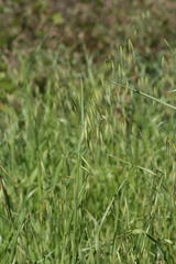 Bromus pectinatus