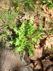 Taraxacum officinale